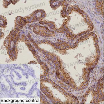 Anti-TSPAN4 Antibody (R2U04)