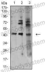 Anti-AURKA Antibody (R2U20)