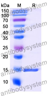 Anti-Human GAK Nanobody (SAA1190)