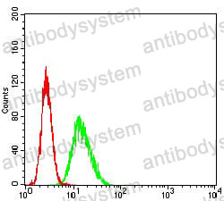 Anti-ATP2A1 Antibody (R2U25)