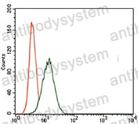 Anti-TBXT Antibody (R2U46)