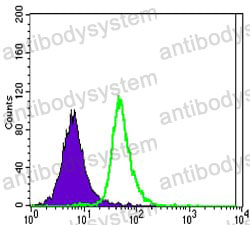 Anti-SLC22A1 Antibody (R2U51)