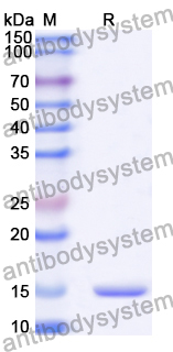 Anti-Human MAPK13 Nanobody (SAA1368)