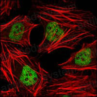 Anti-HDAC3 Antibody (R2U54)