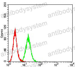 Anti-BCAT2 Antibody (R2U56)