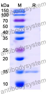 Anti-Human BIRC5 Nanobody (SAA1237)