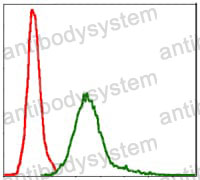 Anti-BIRC5 Antibody (R2U58)