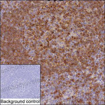 Anti-STX7 Antibody (R2U60)