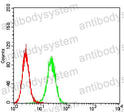 Anti-PDK1/PDPK1 Antibody (R2U75)