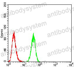 Anti-PDK1/PDPK1 Antibody (R2U74)