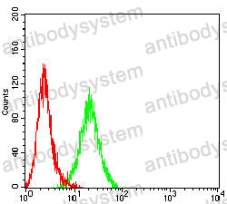 Anti-KCNN4 Antibody (R2U80)