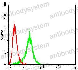Anti-KCNN4 Antibody (R2U79)