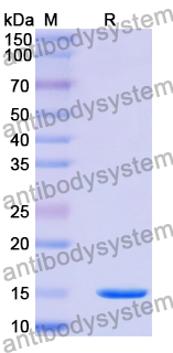 Anti-Human SYNJ1 Nanobody (SAA1056)