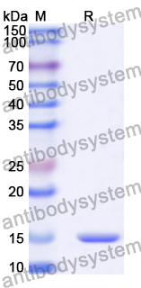 Anti-Human SYNJ1 Nanobody (SAA1055)