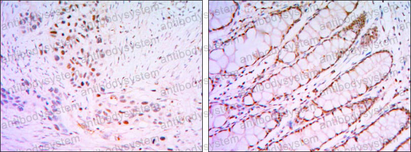 Anti-KLF4 Antibody (R2U88)