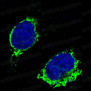 Anti-BIM/BCL2L11 Antibody (R1B25)