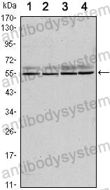 Anti-SMAD6 Antibody (R2U92)