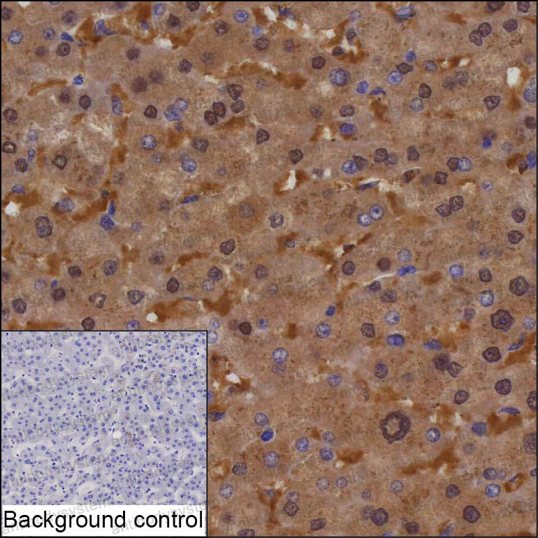 Anti-DNPH1 Antibody (R2U95)