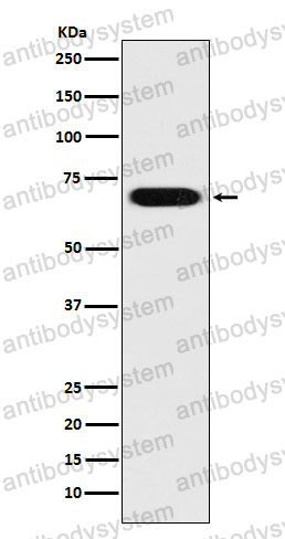 Anti-PRC1 Antibody (R1A11)