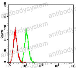 Anti-PRKAB2 Antibody (R2V03)