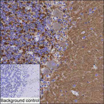 Anti-SYNGR1 Antibody (R2V05)