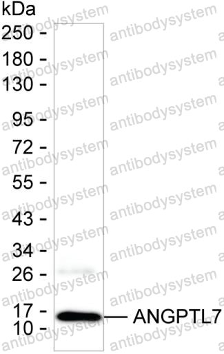Anti-ANGPTL7 Antibody (R2V07)