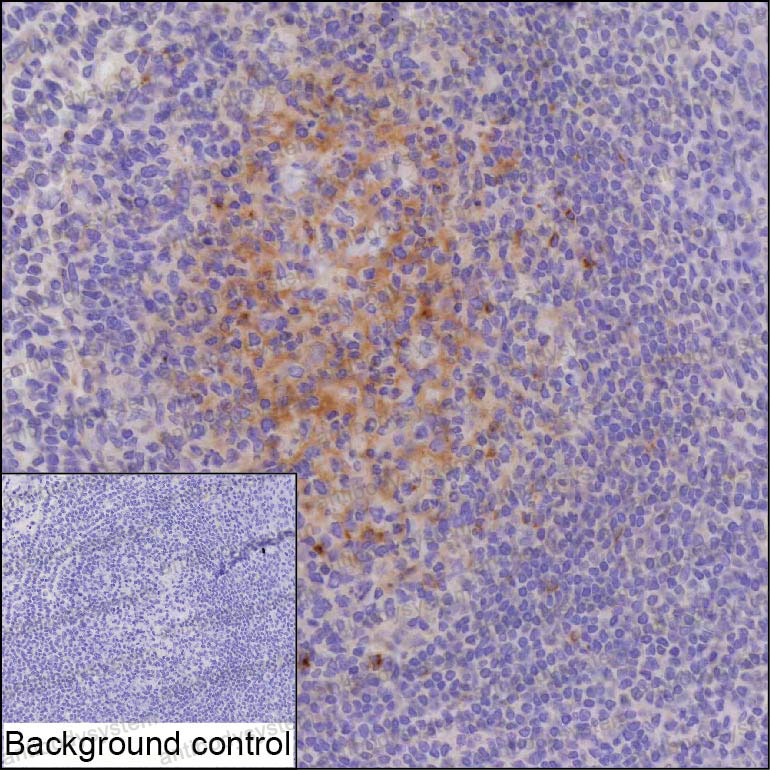 Anti-CXCL13/BCA-1/BLC Antibody (R2V12)