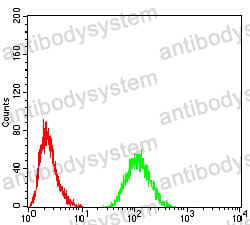 Anti-RAD21 Antibody (R2V13)