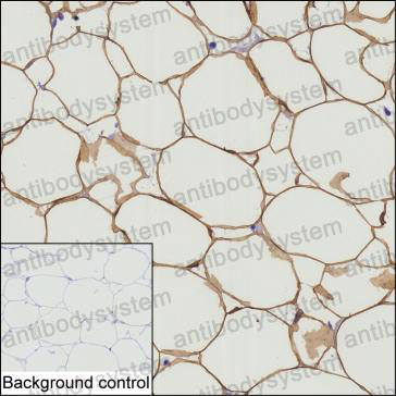Anti-PLIN1 Antibody (R2V14)