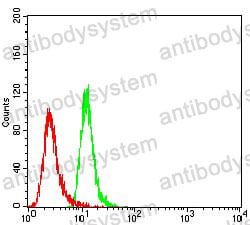 Anti-TBC1D4 Antibody (R2V22)