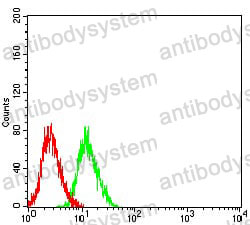 Anti-GRIN3B Antibody (R2V23)