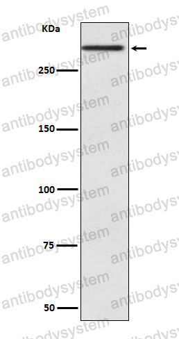 Anti-CUBN/Cubilin Antibody (R1A09)