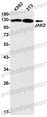 Anti-JAK2 Antibody (R1E77)