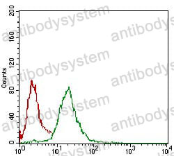 Anti-NBN Antibody (R2V43)