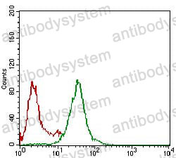Anti-NBN Antibody (R2V42)