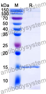 Anti-Human CD16b/FCGR3B Nanobody (SAA1310)