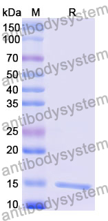 Anti-Human CD16b/FCGR3B Nanobody (C21)