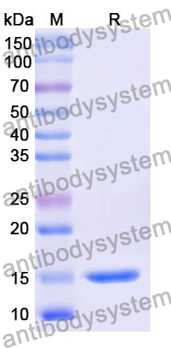 Anti-Human CD16b/FCGR3B Nanobody (C28)