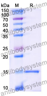 Anti-Human CD275/ICOSLG Nanobody (SAA1282)