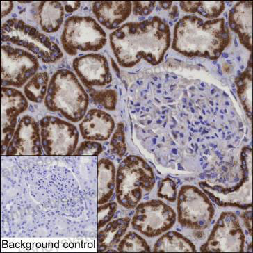 Anti-COQ9 Antibody (R2V61)