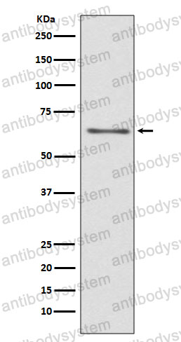 Anti-CDC45 Antibody (R1F30)