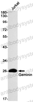 Anti-GMNN Antibody (R1F40)