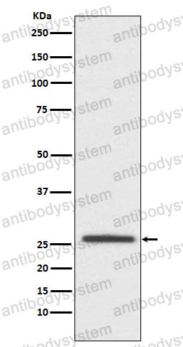 Anti-CLDN11 Antibody (R1F41)