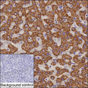 Anti-ECI2 Antibody (R2V77)
