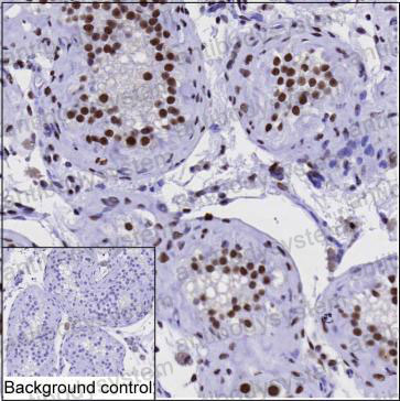 Anti-EED Antibody (R2V80)