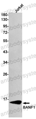Anti-BANF1 Antibody (R1F45)