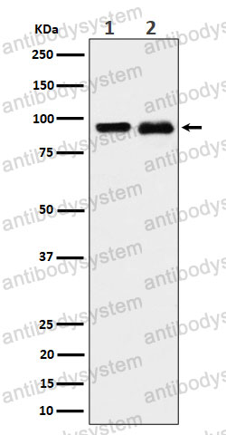 Anti-CSDE1 Antibody (R1F48)