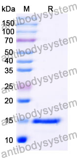 Anti-Human LRP6 Nanobody (SAA1144)