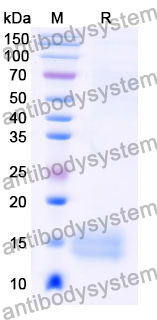 Anti-Human LRP6 Nanobody (SAA0903)