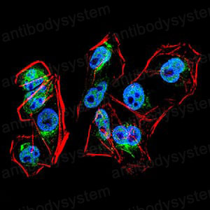 Anti-PRDM1 Antibody (R2V85)